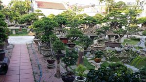 cách chống trộm cây cảnh