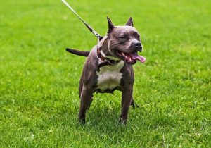 cách huấn luyện chó pitbull bảo vệ chủ
