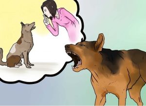 cách huấn luyện chó sủa người lạ