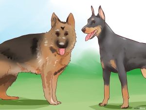 cách huấn luyện chó bảo vệ